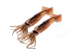 illex squid