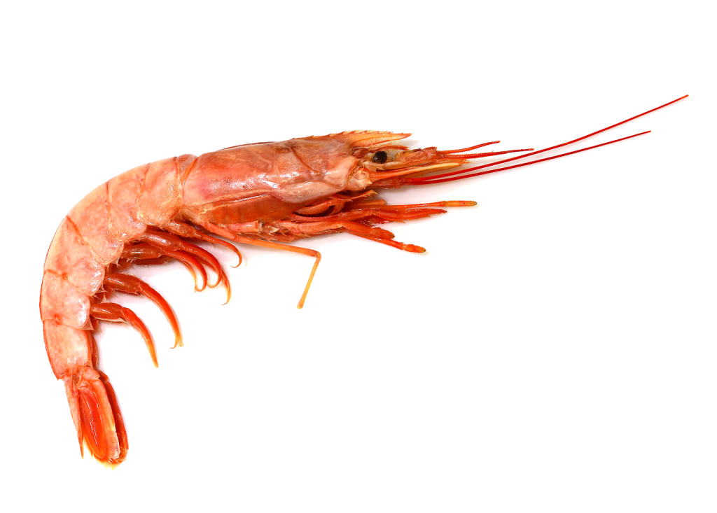 Crevette entiere cabo virgenes