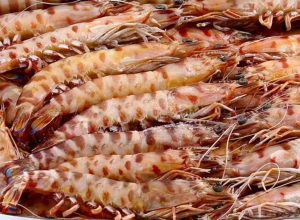 Langostino (diferentes orígenes)