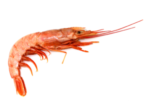 langostino austral