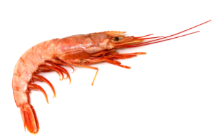 langostino entero