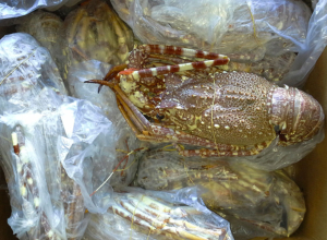 Langosta Roja de Mauritania