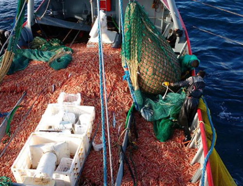 Video de nuestra pesca más reciente