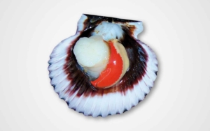 frozen scallop