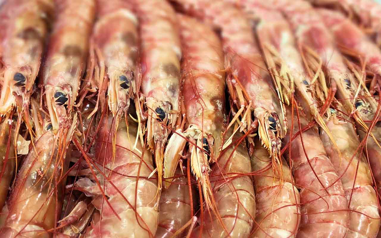 Shrimp suppliers