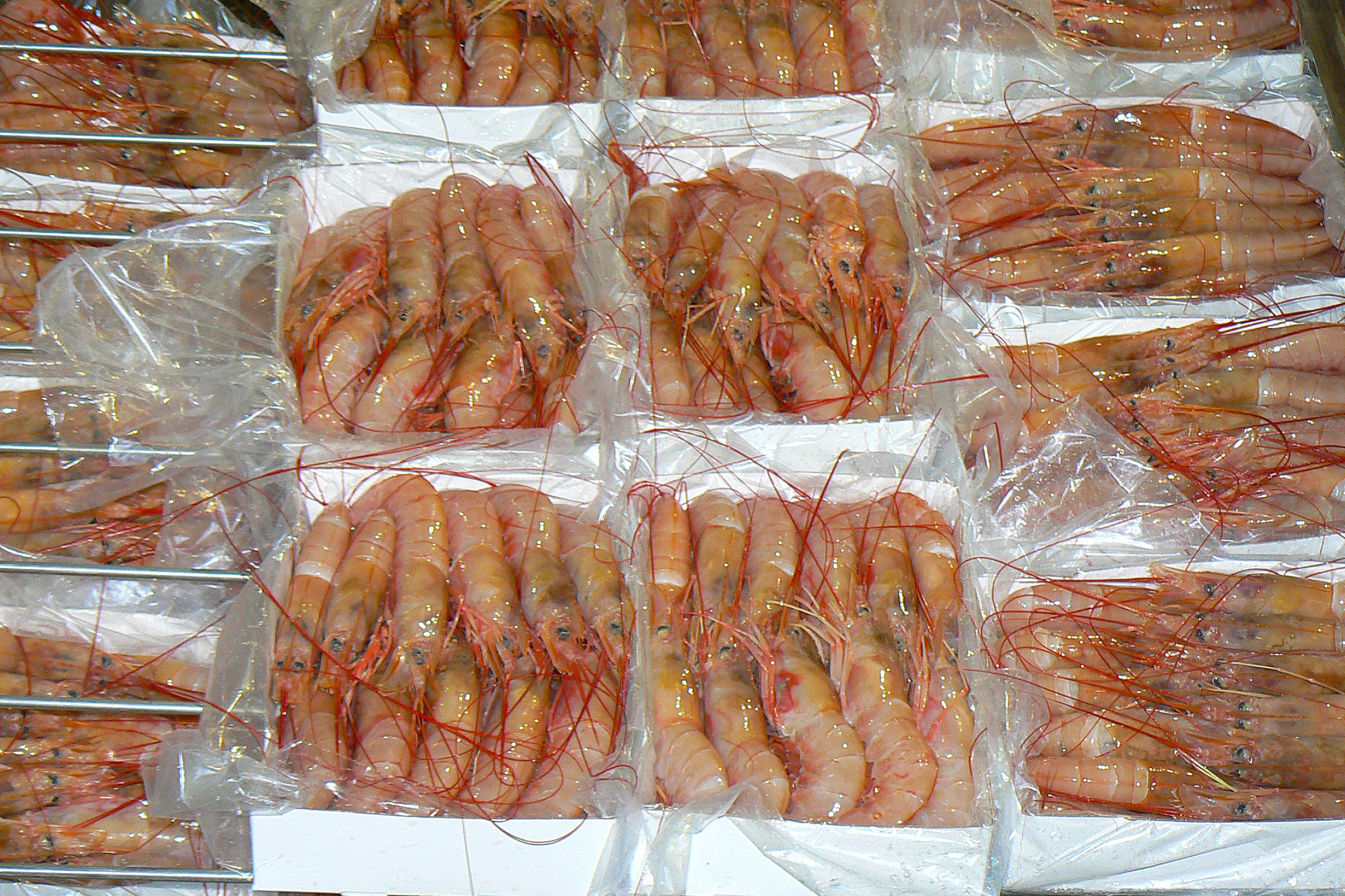 阿根廷 Rawson港加工工厂. 阿根廷红虾整虾
