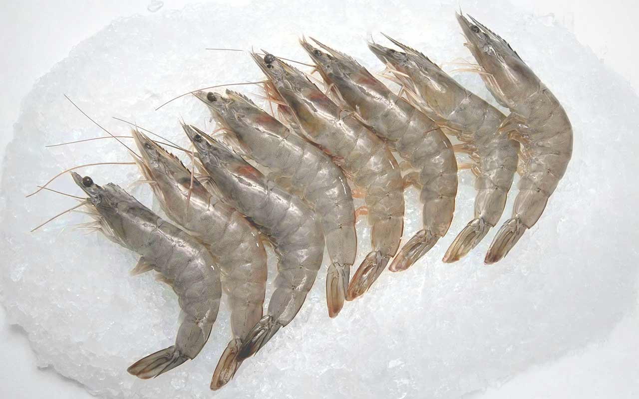 Vannamei shrimp suppliers